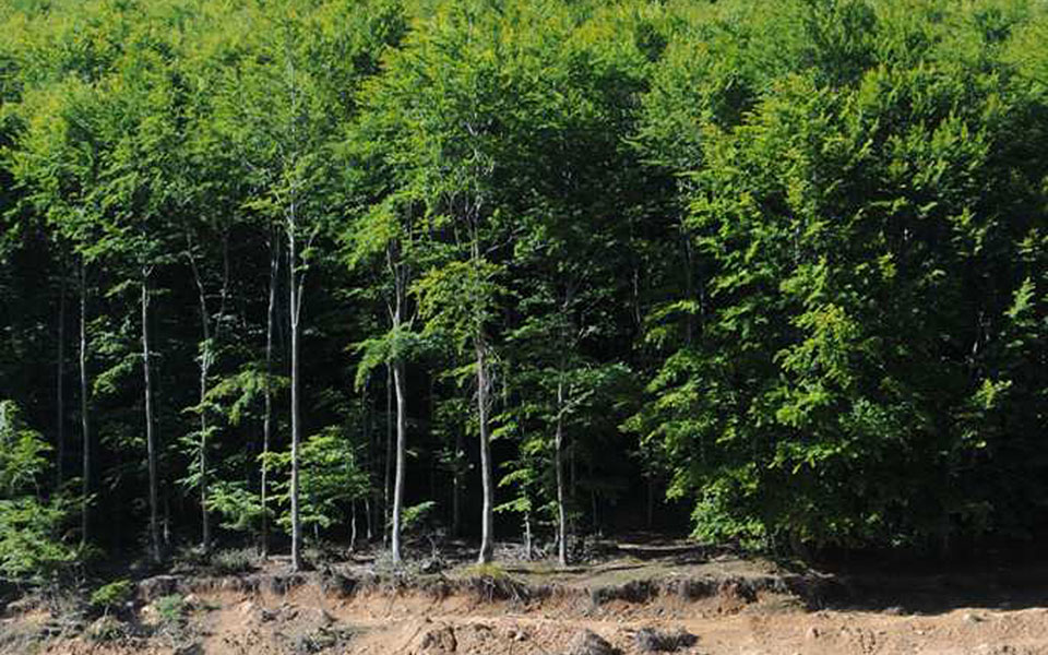 φύτεψετο-εφαρμογή-κάνει-παιχνίδι-τ-561464353