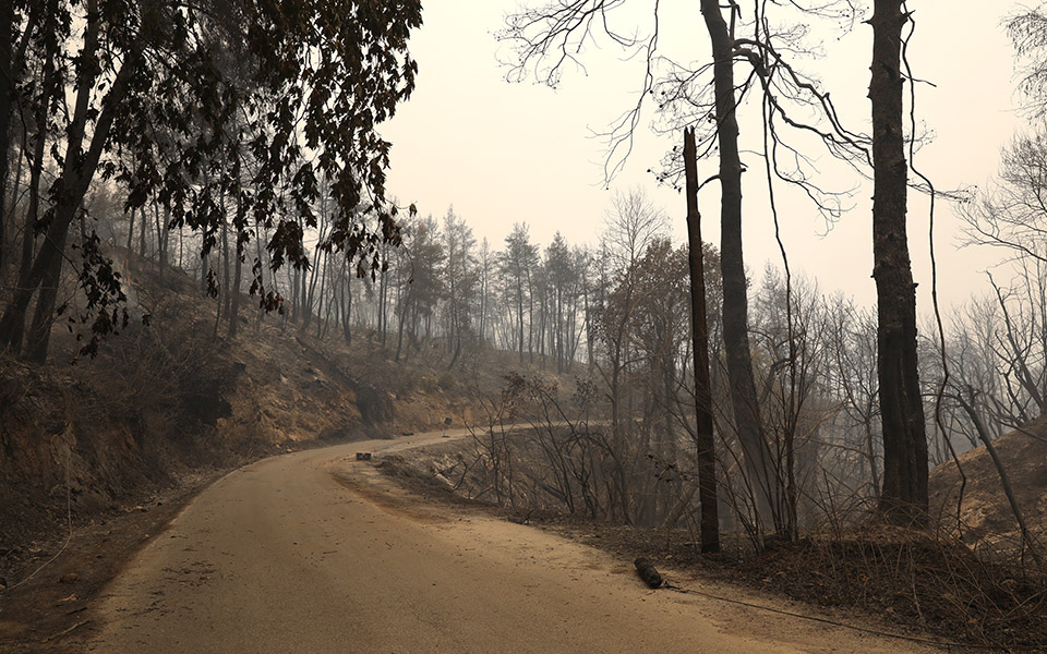 φωτιές-η-διευθύντρια-της-wwf-γκρεμίζει-561462826