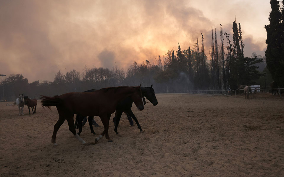 Φωτιά στη Βαρυμπόμπη: Με υπεράνθρωπες προσπάθειες σώθηκαν όλα τα αθλητικά άλογα-1
