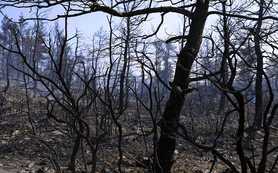 φωτιές-στη-δυτική-αττική-πάνω-από-94-000-στρ-561472522