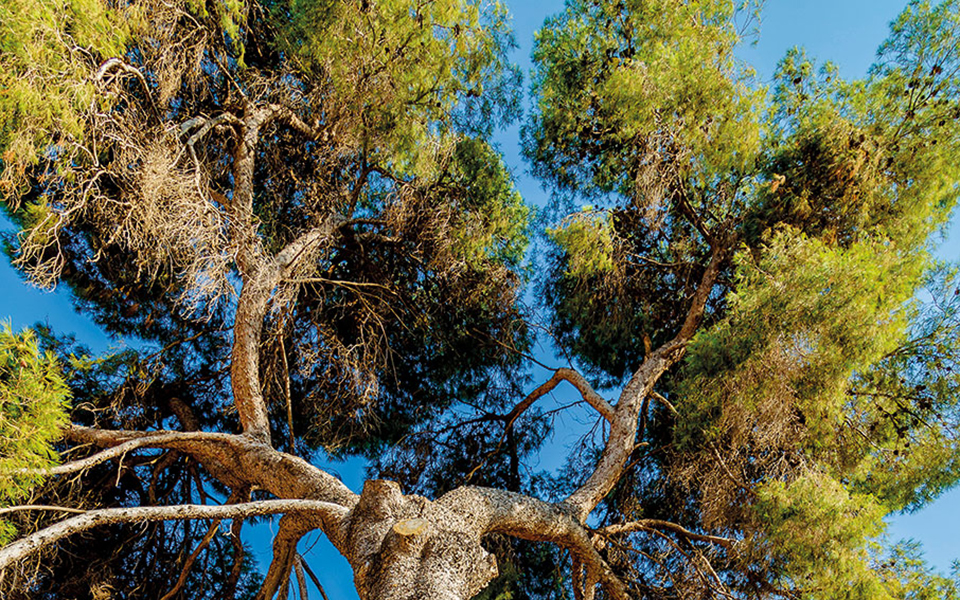 για-όλα-δεν-φταίει-το-πεύκο-561471214