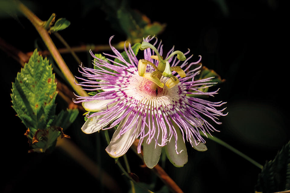 Πασιφλόρα μεγάλη η χάρη της-1