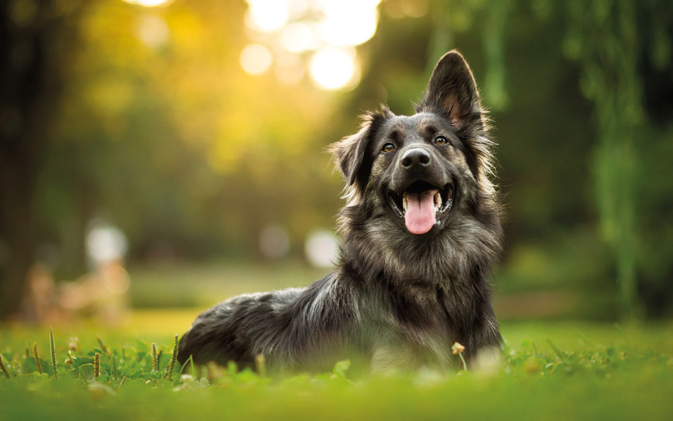 το-ναρκωτικό-των-σκύλων-561454327