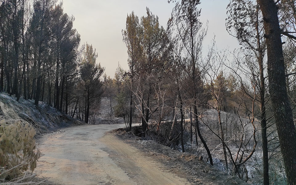 Φωτιές στην Αττική: Κάηκε κοντέινερ με αντικείμενα στο Τατόι-2
