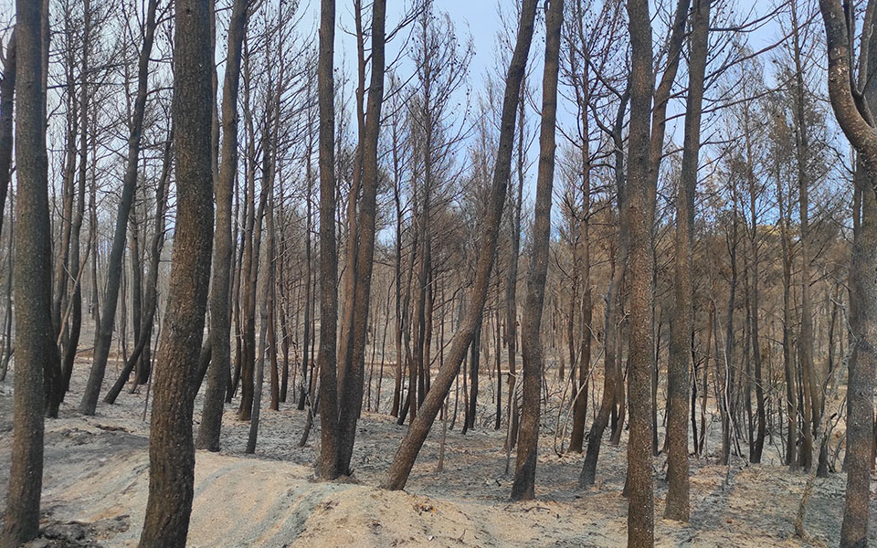 Φωτιές στην Αττική: Κάηκε κοντέινερ με αντικείμενα στο Τατόι-4