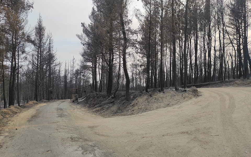 Φωτιές στην Αττική: Κάηκε κοντέινερ με αντικείμενα στο Τατόι-3