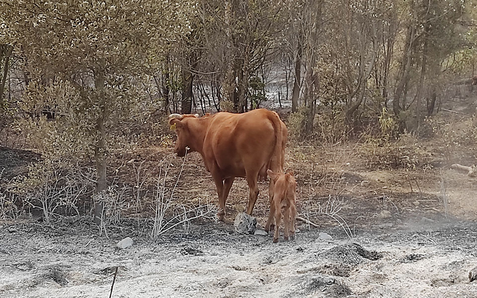 Φωτιές στην Αττική: Κάηκε κοντέινερ με αντικείμενα στο Τατόι-6