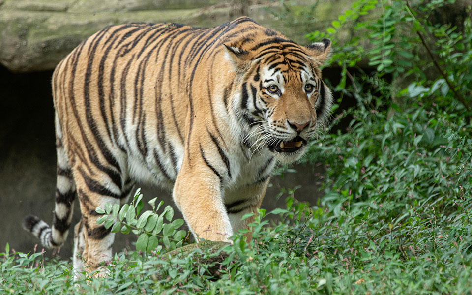 ινδονησία-δύο-τίγρεις-προσβλήθηκαν-α-561453781