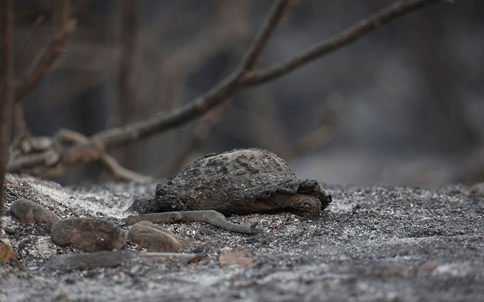 Ισχυρές επίγειες και εναέριες πυροσβεστικές δυνάμεις επιχειρούν στη Γορτυνία – Σε ύφεση τα μέτωπα στη βόρεια Εύβοια-1