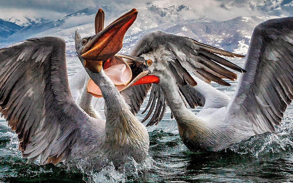 ζωή-στο-νερό-561493660