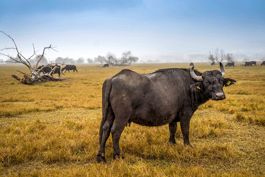 Ζωή στο νερό-1