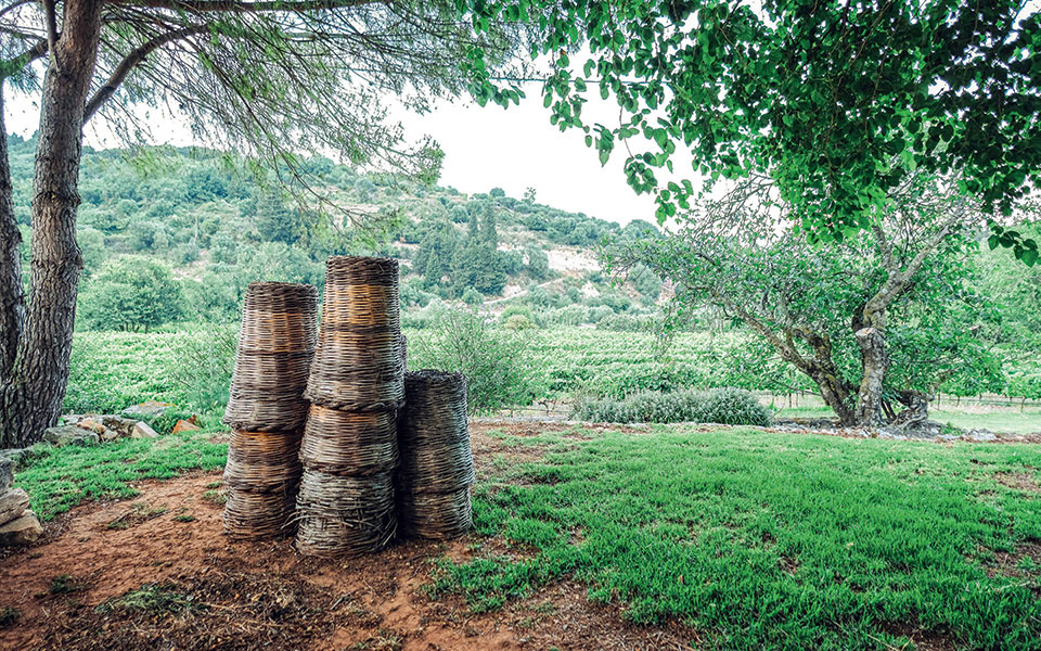 οινικά-αστέρια-561502423