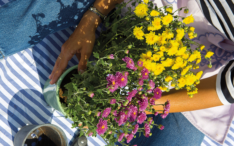 ο-οργασμός-των-χρυσανθέμων-561514045