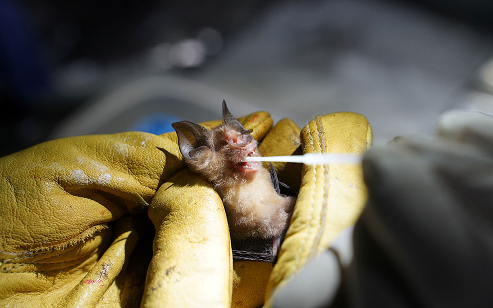 Κορωνοϊός: Επιστήμονες εντόπισαν σε νυχτερίδες τον στενότερο συγγενή του ιού-1