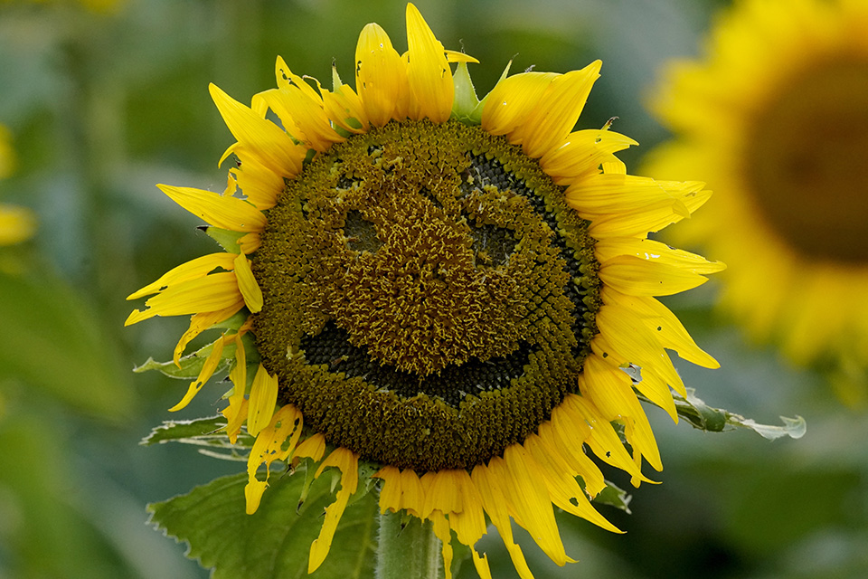 Καλοκαιρινά χαμόγελα