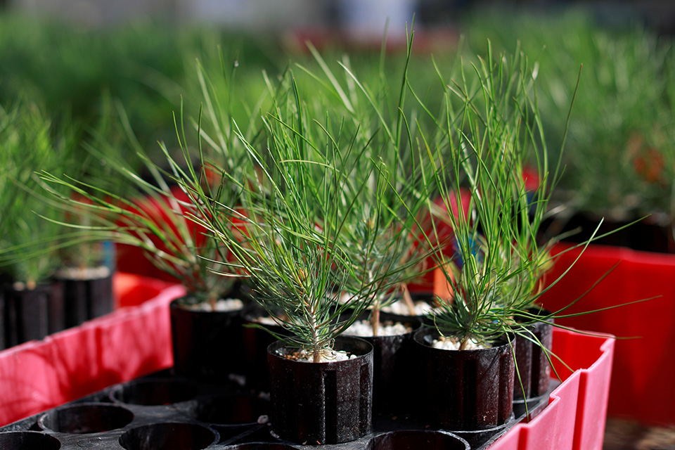 Ερευνα για τα δάση