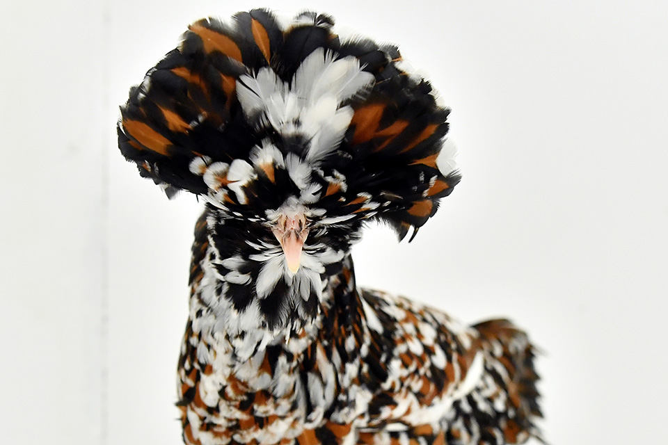 Μια καλλονή