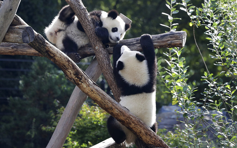 δίδυμα-πάντα-γεννήθηκαν-σε-ζωολογικό-561490033