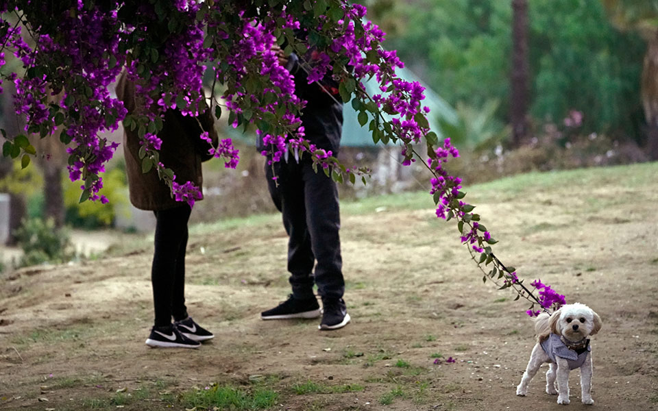 πανελλήνια-φιλοζωική-ομοσπονδία-το-ν-561497884