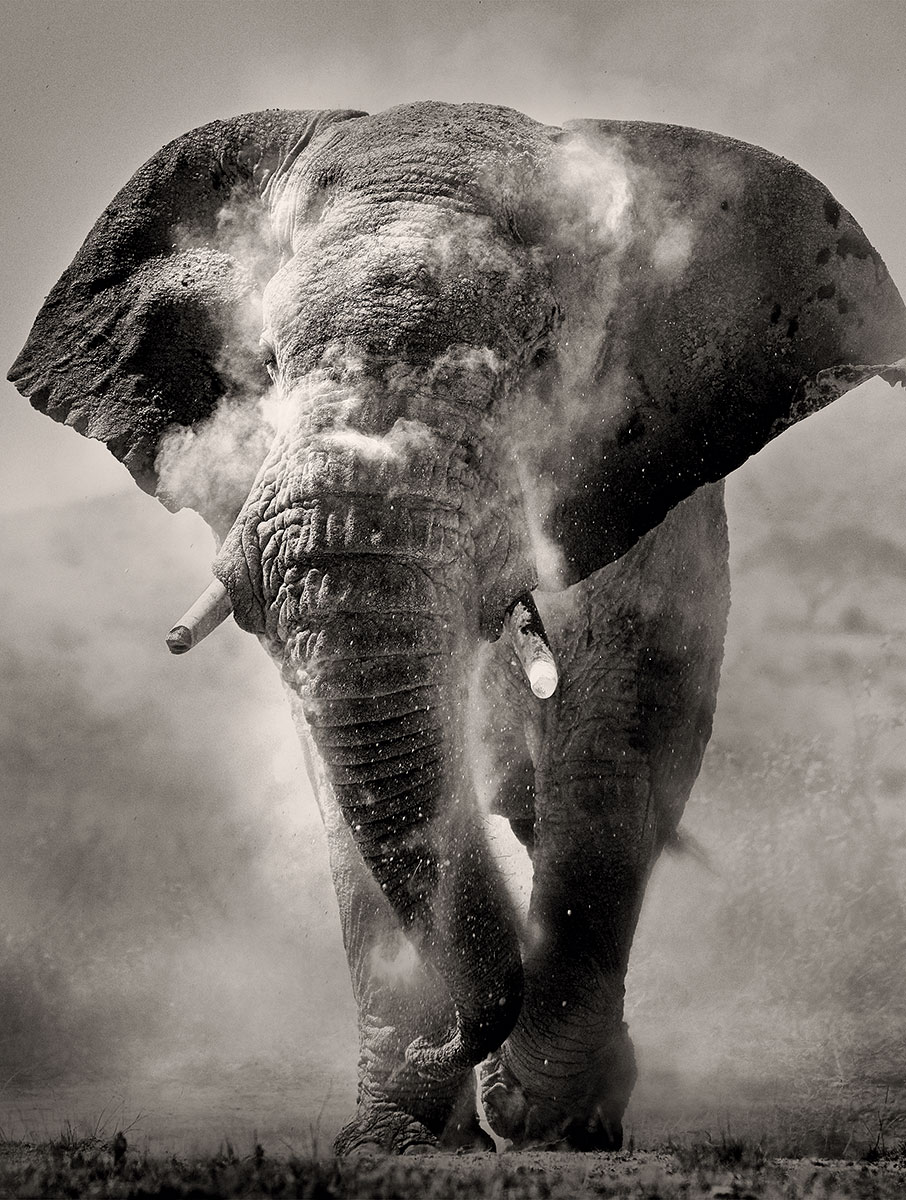 Οι τελευταίοι της σαβάνας-3