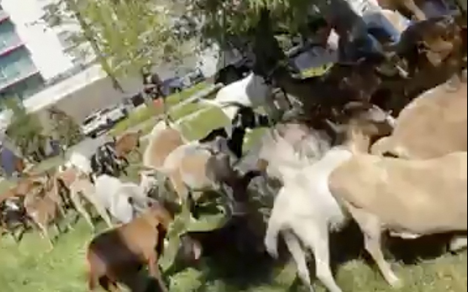 ηπα-τι-γυρεύει-ένα-κοπάδι-γίδες-μέσα-561515173