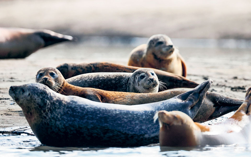 μάρτυρες-οι-φώκιες-ότι-ο-τάμεσης-είναι-561489298