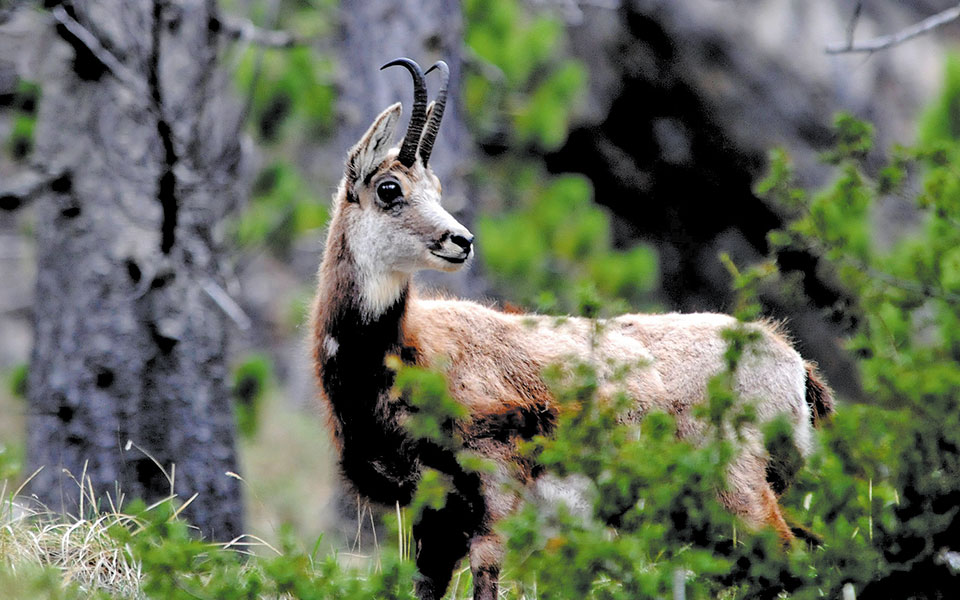 Ασπίδα προστασίας για οικοτόπους και απειλούμενα είδη ζώων και φυτών-1