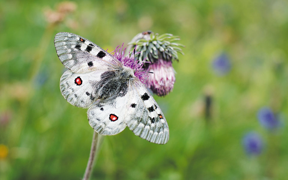 ασπίδα-προστασίας-για-οικοτόπους-και-561493849