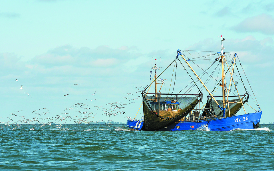 ο-λούρης-η-ρίβα-και-το-λεοντόψαρο-τα-ψά-561503002