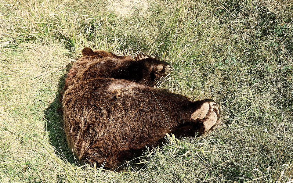 απειλούμενα-ζώα-νεκρά-από-πυρά-όπλου-561502192