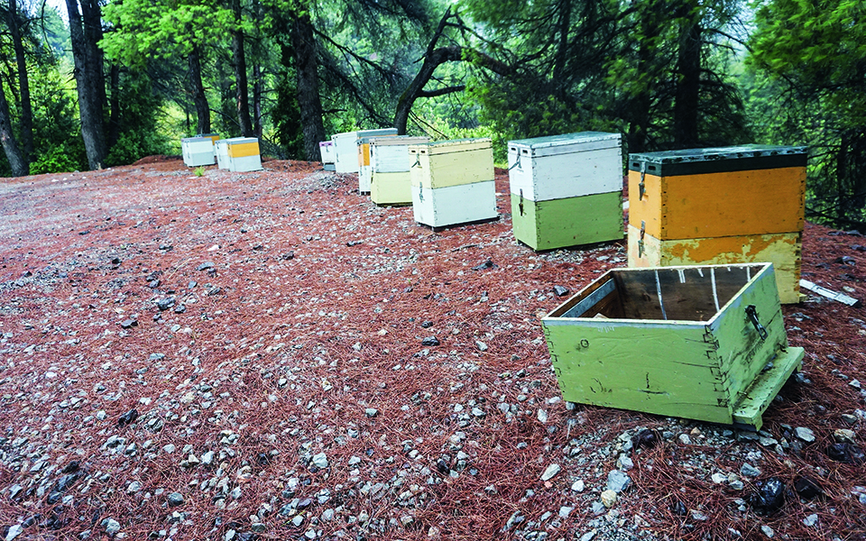 οι-μέλισσες-έχασαν-τα-βοσκοτόπια-τους-561504352