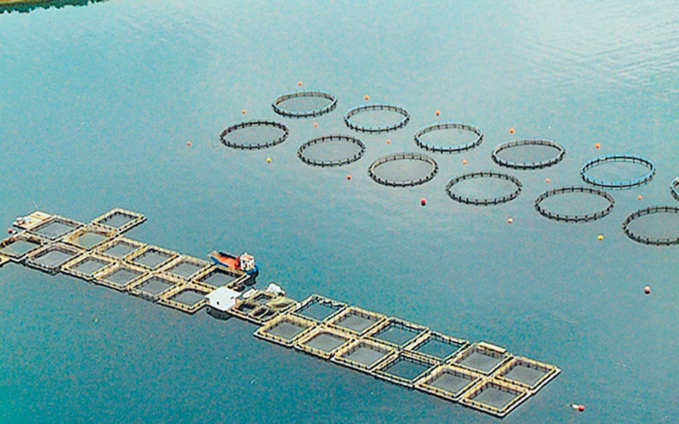 μεταποίηση-προϊόντων-αλιείας-και-υδα-561503674