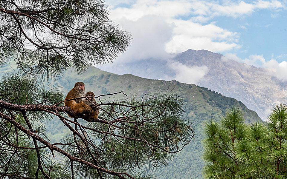πώς-ο-άνθρωπος-έχασε-την-ουρά-του-πριν-α-561509404