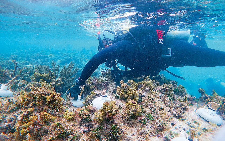 κλιματική-αλλαγή-τεράστια-μάζα-φυκιώ-561519049