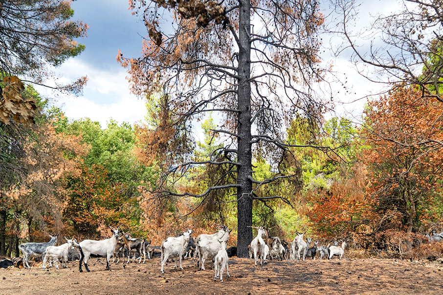 Θα επιστρέψουμε στη Βόρεια Εύβοια-3