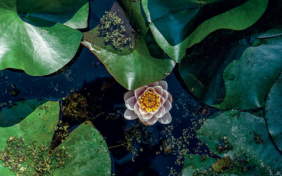 στην-παιανία-των-κήπων-561518887