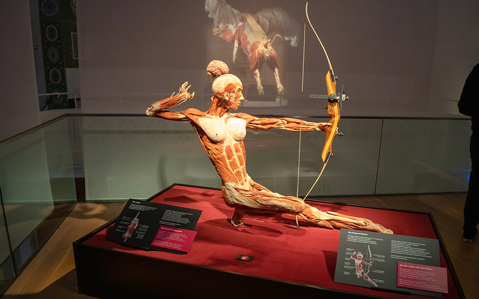 έκθεση-body-worlds-στον-ελληνικό-κόσμο-του-ιδ-561498457