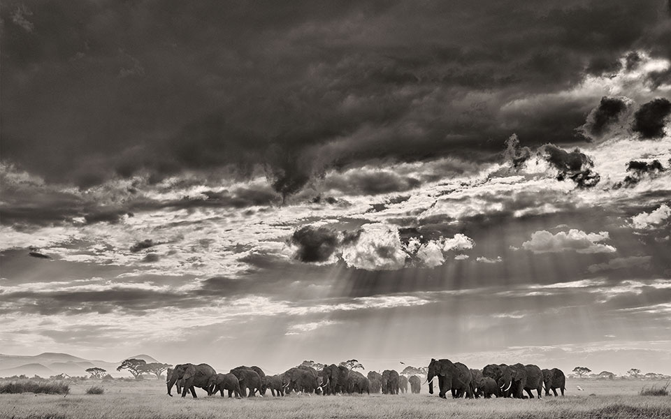 Οι τελευταίοι της σαβάνας-1