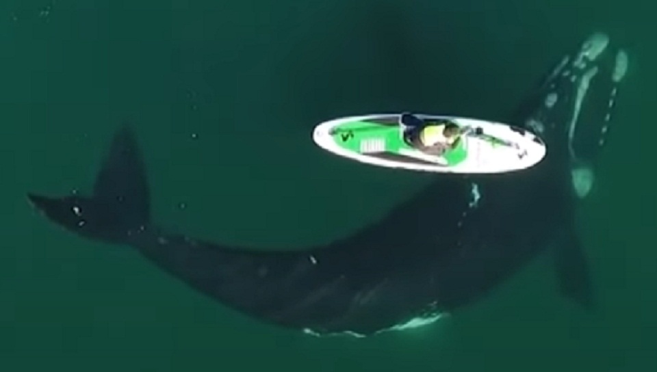 αργεντινή-φιλική-φάλαινα-χαϊδεύει-κ-561485200