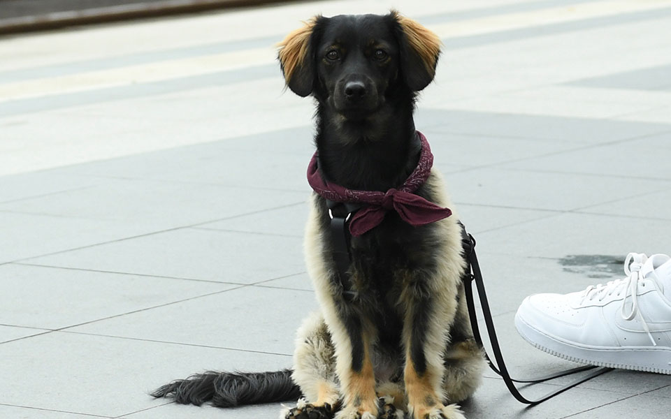 οι-τελικές-ρυθμίσεις-για-τα-ζώα-συντρο-561490255