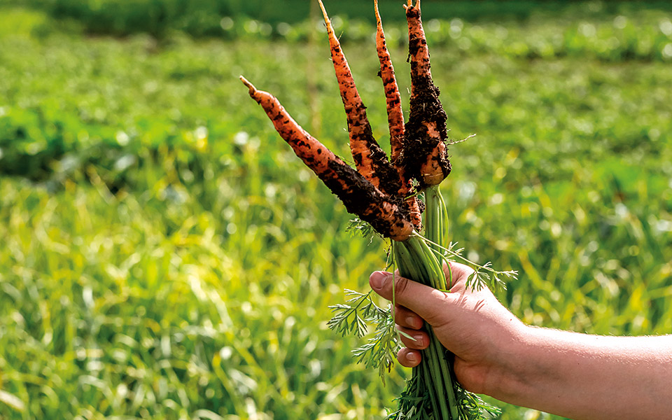 φέτος-να-επιμείνουμε-ελληνικά-561498082