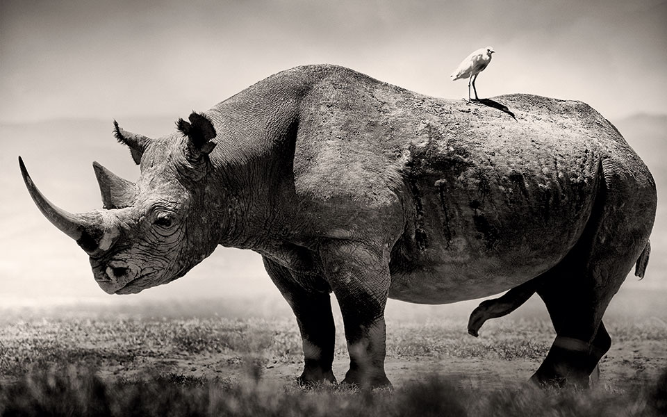 Οι τελευταίοι της σαβάνας-4