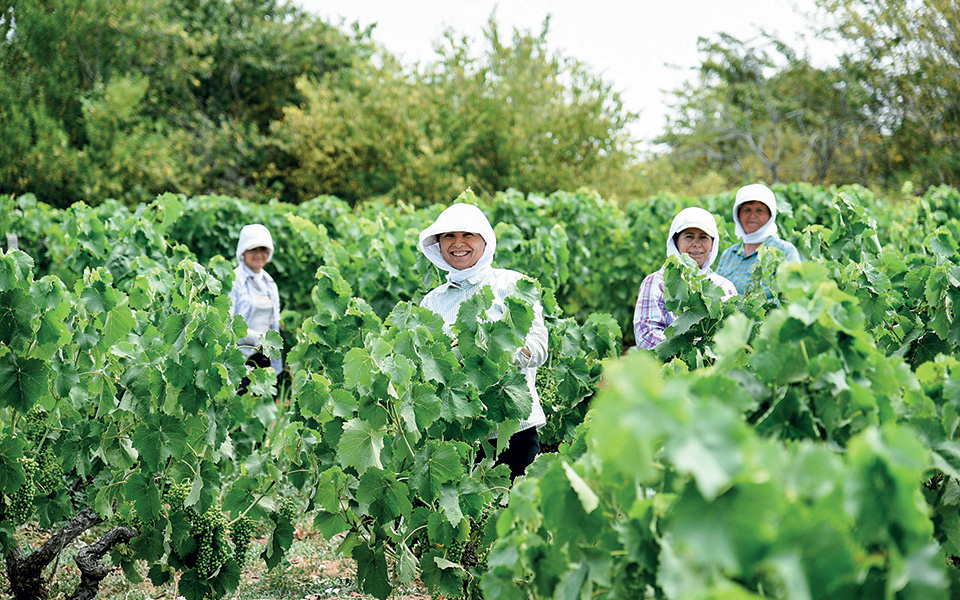 Ελληνικό κρασί λίγο πιο ψηλά-2
