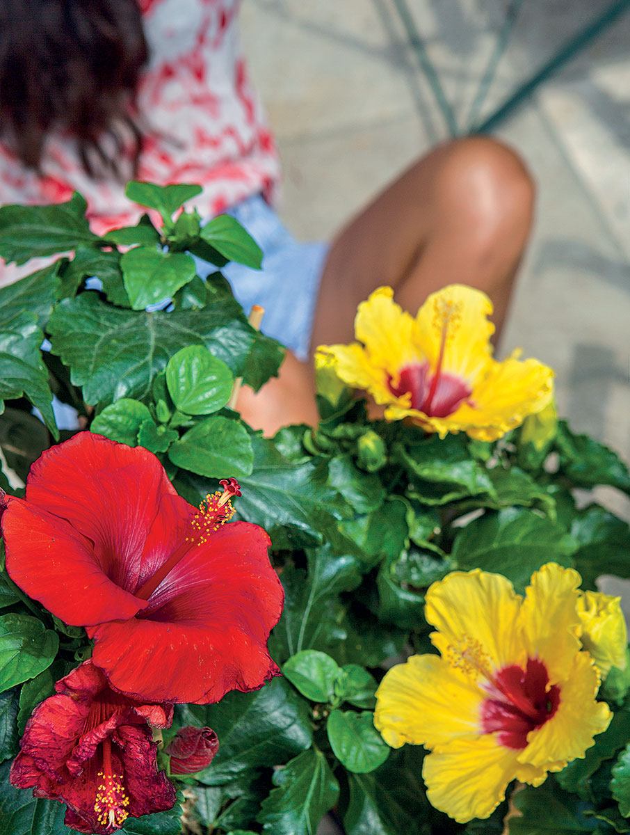 Ο Ιβίσκος της καρδιάς μας-1