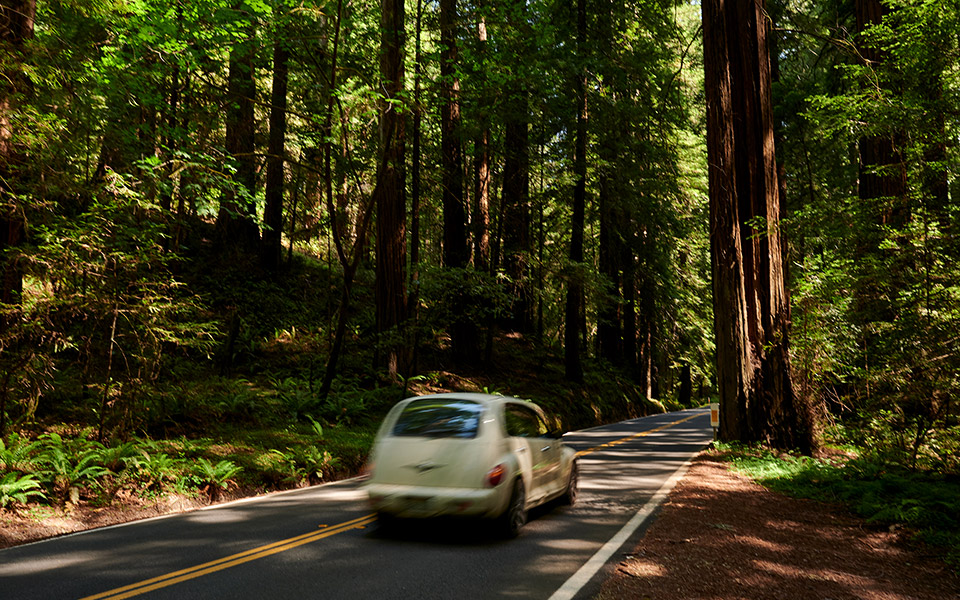 τα-παρθένα-δάση-σώζουν-τον-πλανήτη-561503968