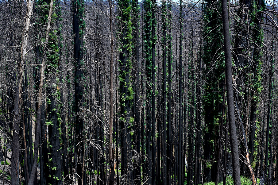 Τα παρθένα δάση σώζουν τον πλανήτη-1