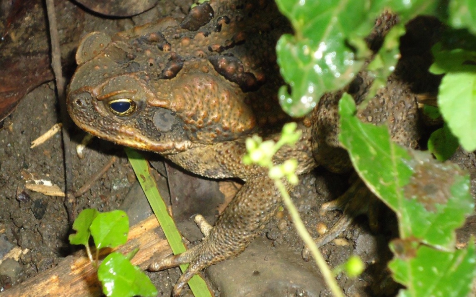 πώς-ο-κανιβαλισμός-των-φρύνων-επιφέρε-561482353