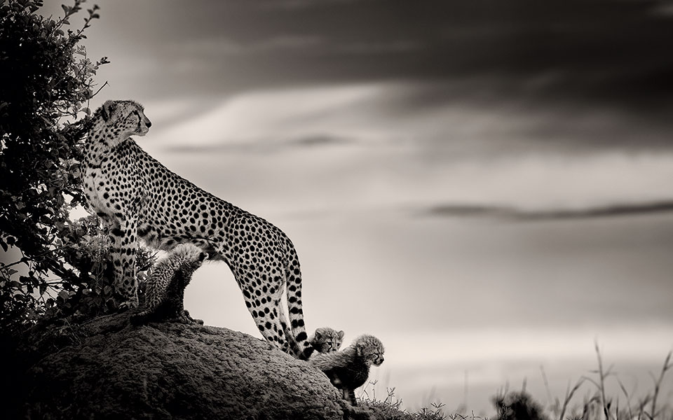 Οι τελευταίοι της σαβάνας-5