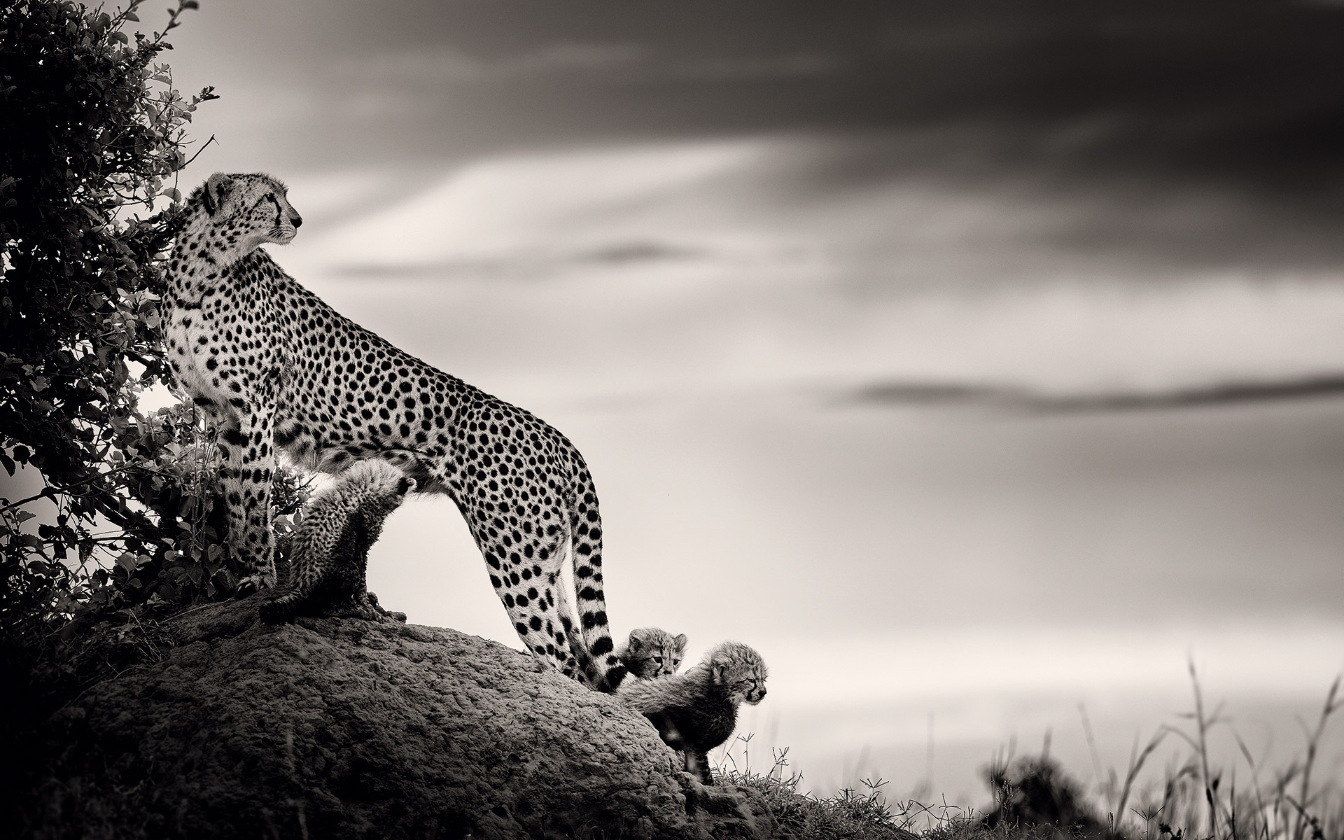 οι-τελευταίοι-κάτοικοι-της-σαβάνας-561492952