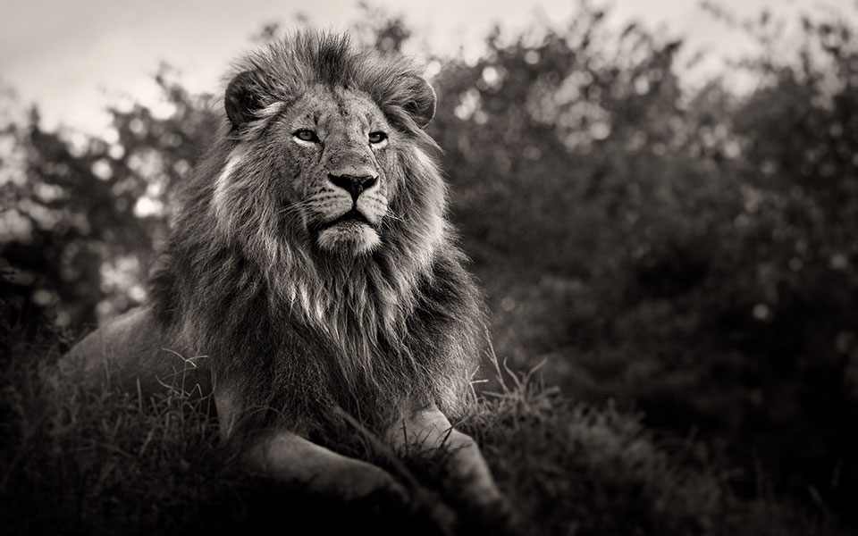 οι-τελευταίοι-της-σαβάνας-561499627